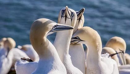 苹果 Mac系统如何关闭开机声音？