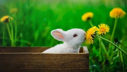 苹果 Mac系统如何关闭开机声音?